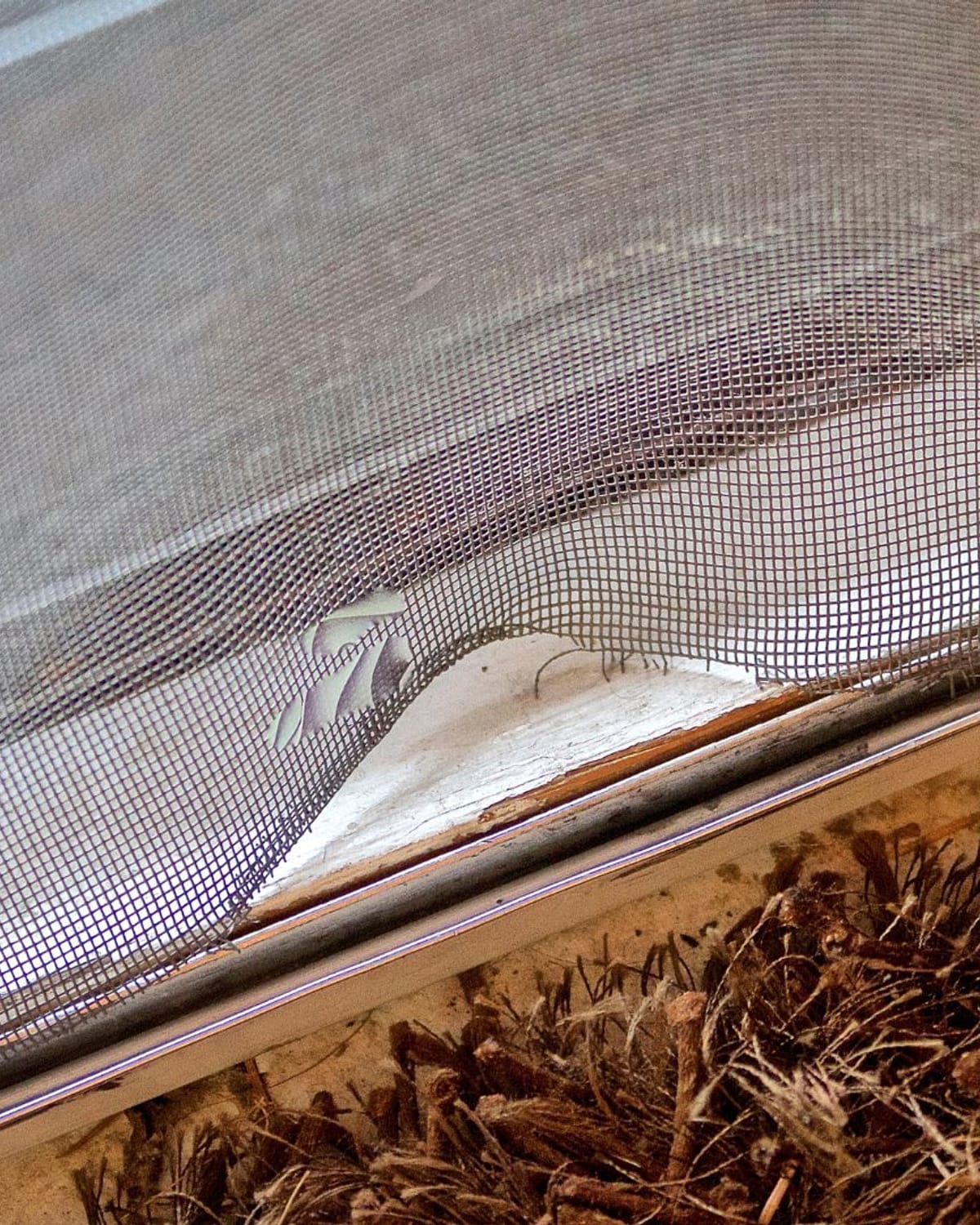 Damaged window screen with torn mesh waiting for repair in Parker
